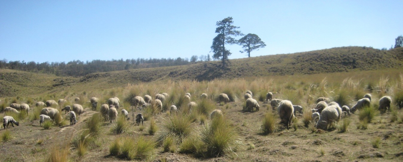 Análisis del impacto de la sustitución de los ovinos criollos 