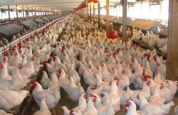 Proyecto de granja de pollos parrilleros