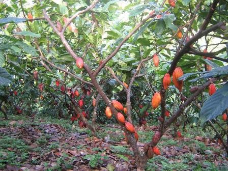 Requerimiento hdrico de especies forestales tropicales : caso del cacao