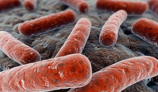 Tuberculosis as a Complex System  