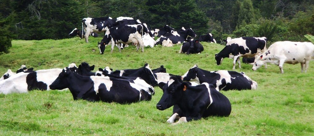 Dinmica ganadera en la extensin de la frontera agrcola 