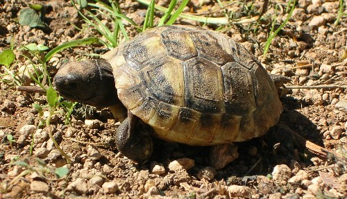 Testudo graeca