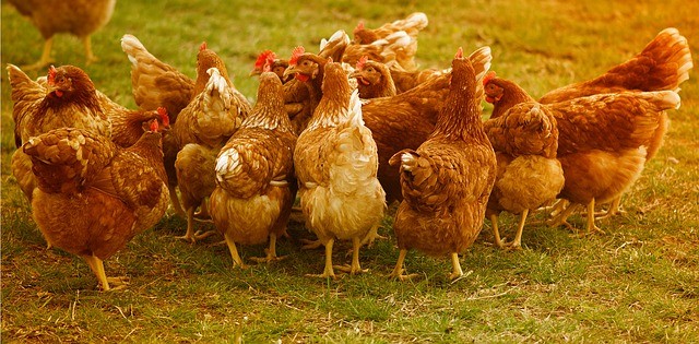 Modelo de gestin de la produccin de pollos