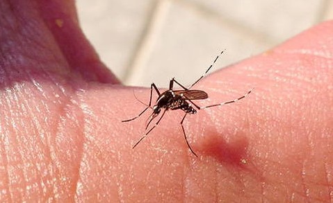 Desarrollo del Chikungunya en Repblica Dominicana